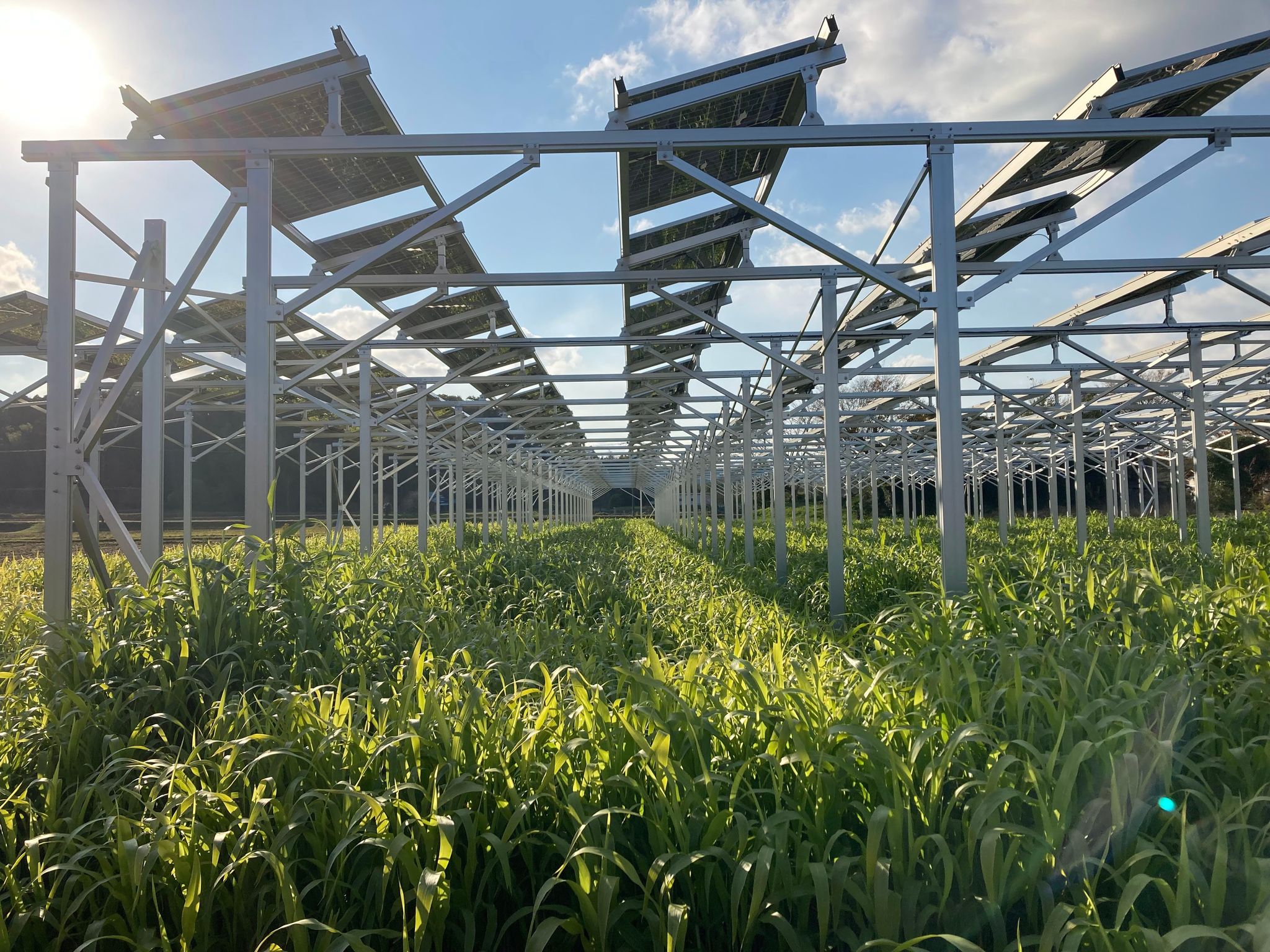 ソーラーシェアリング